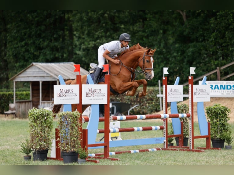 Anglo European Studbook Gelding 8 years 16.1 hh Chestnut-Red in Grote-Brogel
