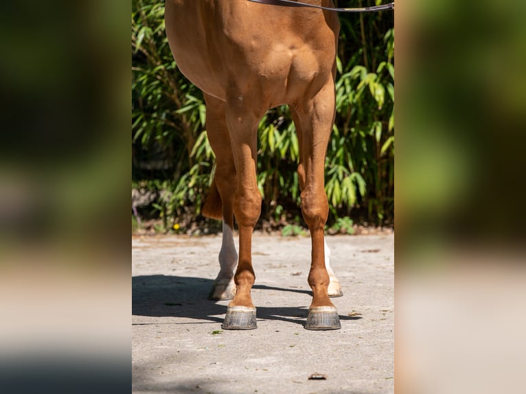 Anglo European Studbook Gelding 8 years 16.1 hh Chestnut-Red in Grote-Brogel