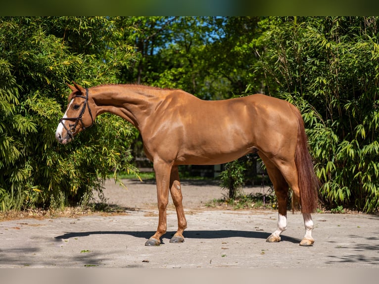 Anglo European Studbook Gelding 8 years 16.1 hh Chestnut-Red in Grote-Brogel