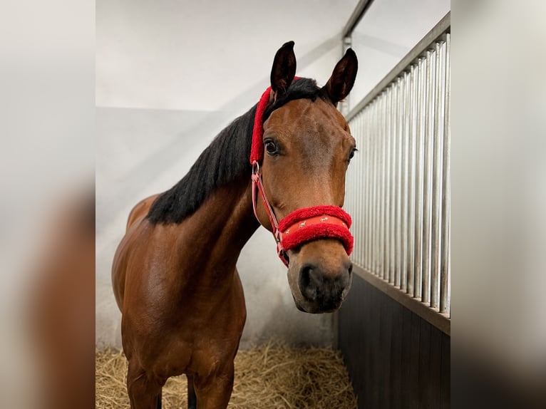 Anglo European Studbook Gelding 8 years 16 hh Brown in Wysogotowo
