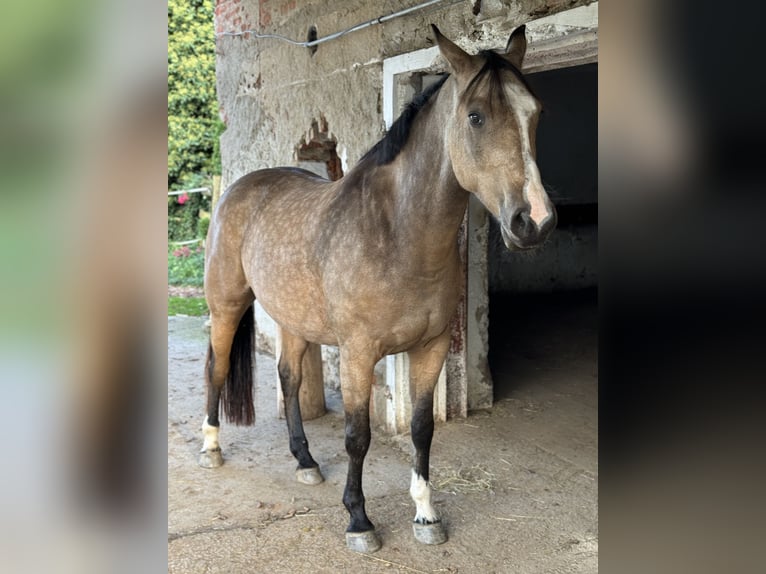 Anglo European Studbook Gelding 8 years 16 hh Buckskin in St. Andrä