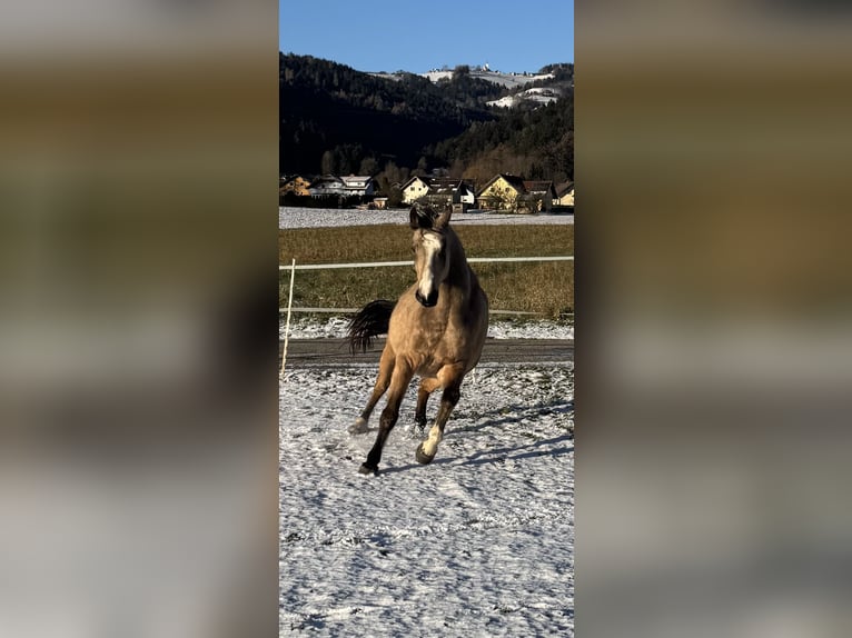 Anglo European Studbook Gelding 8 years 16 hh Buckskin in St. Andrä