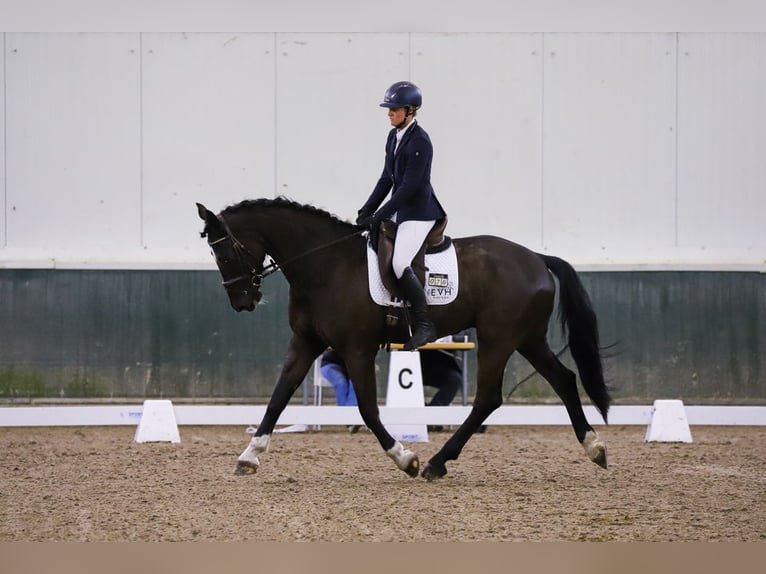 Anglo European Studbook Gelding 8 years 16,1 hh Black in Brecht