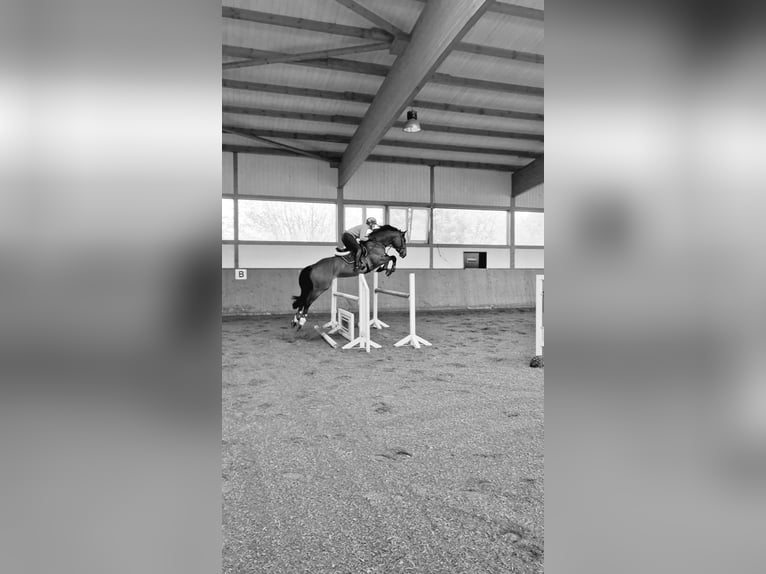 Anglo European Studbook Gelding 8 years 16,1 hh Brown in Toppenstedt