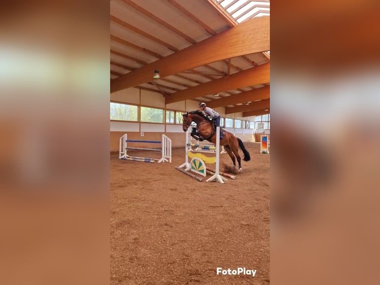 Anglo European Studbook Gelding 8 years 16,1 hh Brown in Toppenstedt