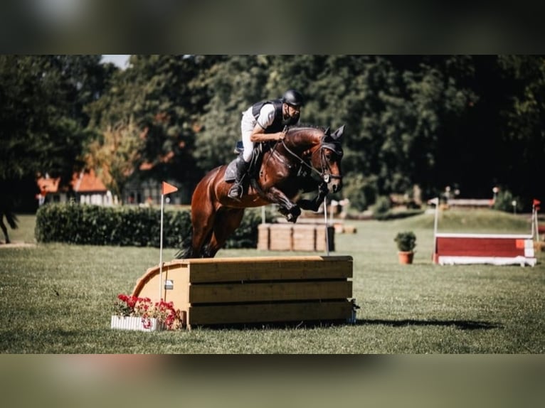 Anglo European Studbook Gelding 8 years 16,1 hh Brown in Toppenstedt