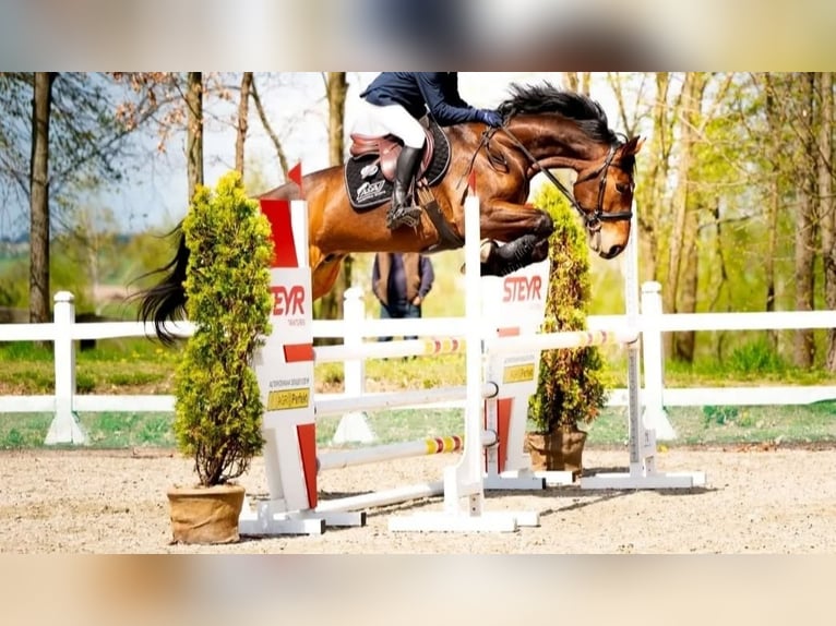 Anglo European Studbook Gelding 8 years 16,2 hh Brown in Nowy Dwór Gdański Anglo European Studbook Gelding 8 years 16,2 hh Brown in Nowy Dwór Gdański