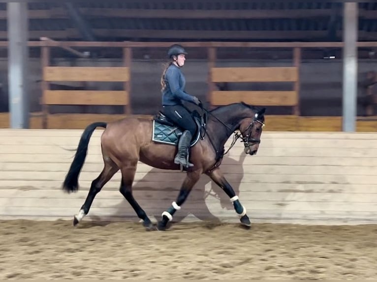 Anglo European Studbook Gelding 9 years 16,1 hh Brown in Pelmberg