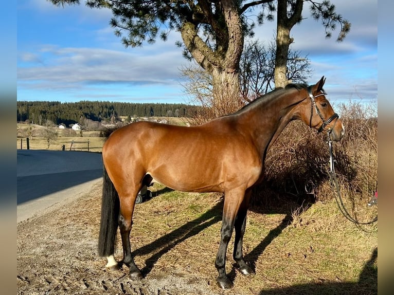 Anglo European Studbook Gelding 9 years 16,1 hh Brown in Pelmberg