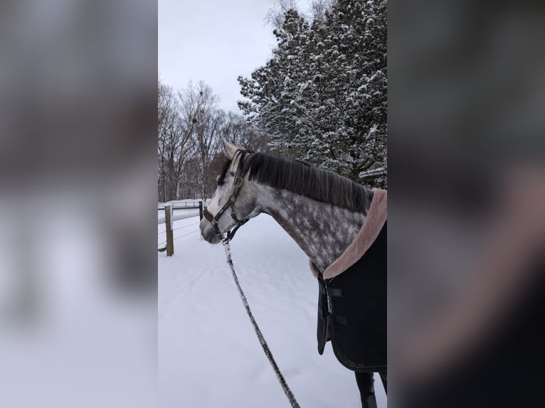 Anglo European Studbook Gelding 9 years 16.1 hh Grey-Dapple in Düsseldorf