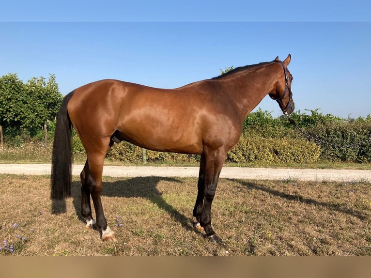 Anglo European Studbook Gelding 9 years 16,2 hh Brown in GROTE-BROGEL