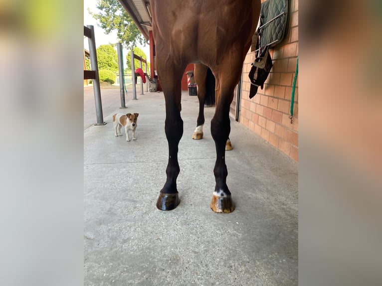 Anglo European Studbook Gelding 9 years 16,2 hh Brown in GROTE-BROGEL