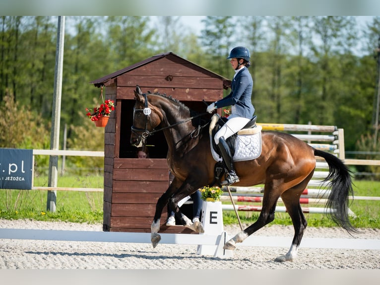 Anglo European Studbook Gelding 9 years 16.3 hh Brown in Koluszki