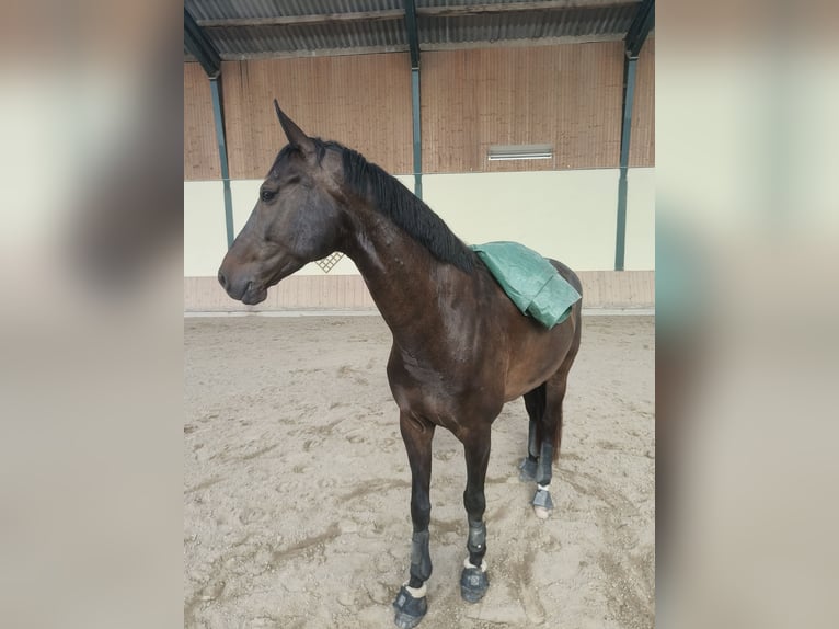 Anglo European Studbook Gelding 9 years 16,1 hh Brown in St. P&#xF6;lten-Hart
