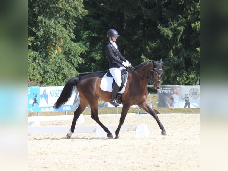 Anglo European Studbook Gelding 9 years 16,1 hh Brown in St. P&#xF6;lten-Hart