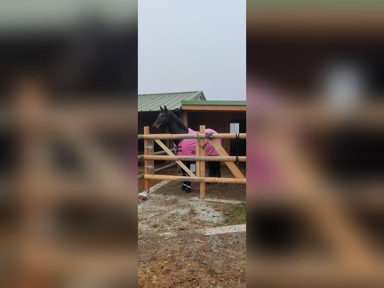 Anglo European Studbook Gelding 9 years 16,1 hh Brown in St. P&#xF6;lten-Hart