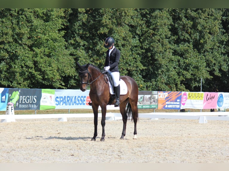 Anglo European Studbook Gelding 9 years 16,1 hh Brown in St. P&#xF6;lten-Hart