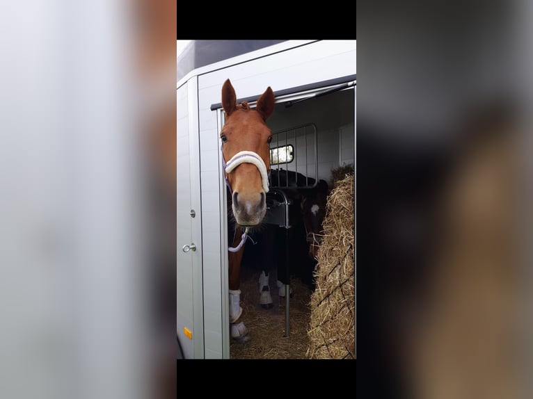 Anglo European Studbook Gelding 9 years 16,1 hh Chestnut-Red in Erkelenz