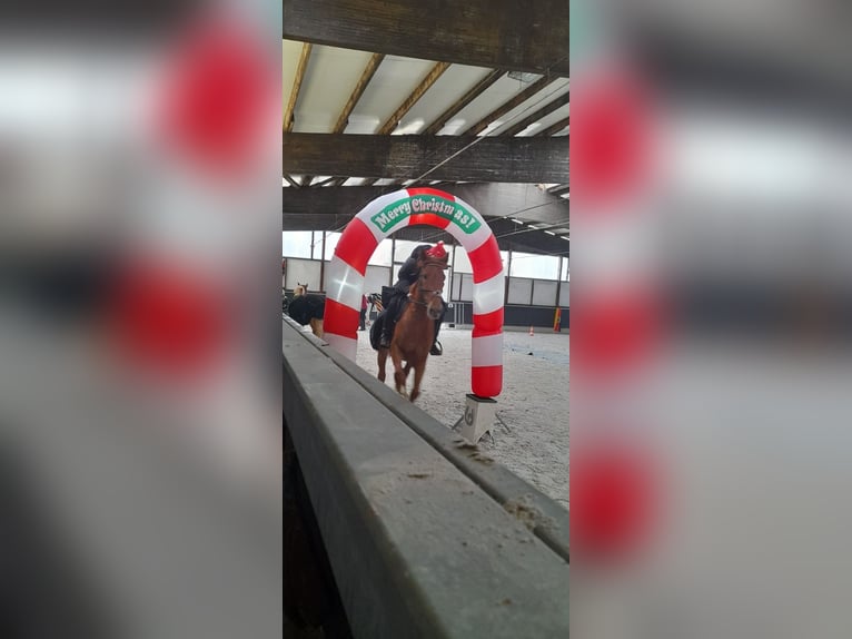 Anglo European Studbook Gelding 9 years 16,1 hh Chestnut-Red in Erkelenz