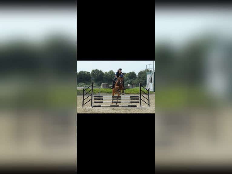 Anglo European Studbook Gelding 9 years 16,1 hh Chestnut-Red in Erkelenz