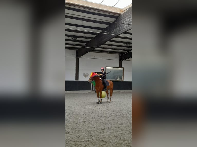 Anglo European Studbook Gelding 9 years 16,1 hh Chestnut-Red in Erkelenz