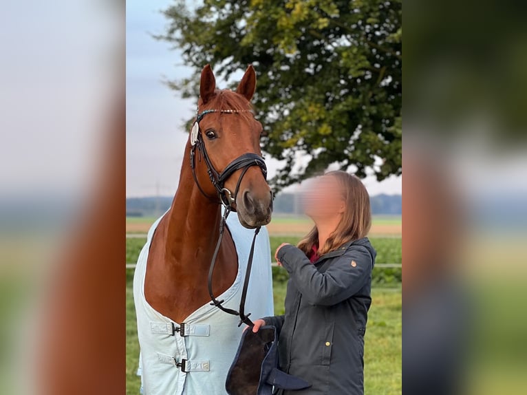 Anglo European Studbook Gelding 9 years 16,1 hh Chestnut-Red in Erkelenz