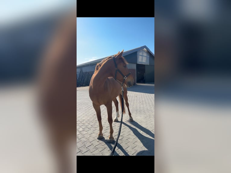 Anglo European Studbook Gelding 9 years 16,1 hh Chestnut-Red in Erkelenz