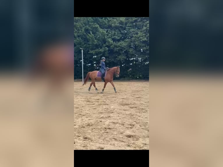 Anglo European Studbook Gelding 9 years 16,1 hh Chestnut-Red in Erkelenz