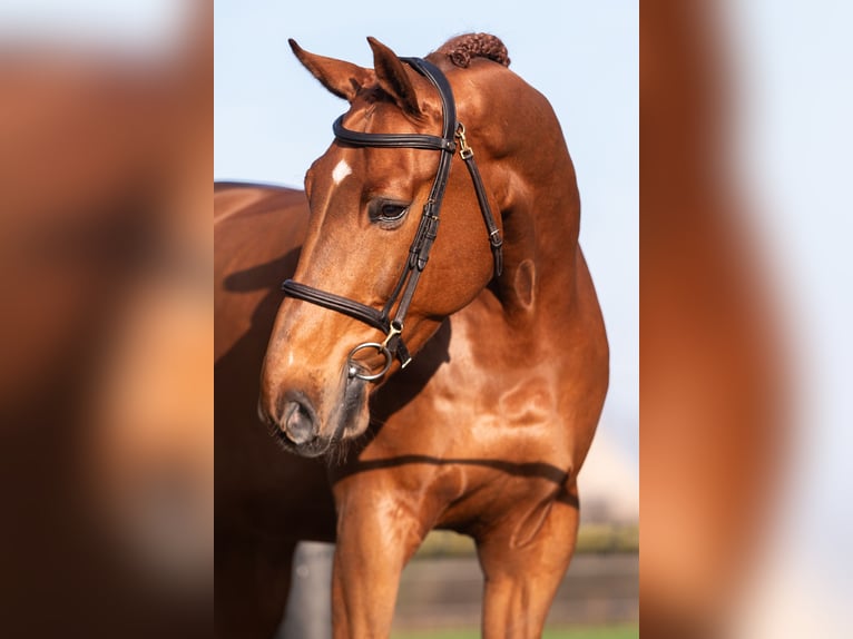 Anglo European Studbook Gelding 9 years 17 hh Chestnut-Red in Tilburg