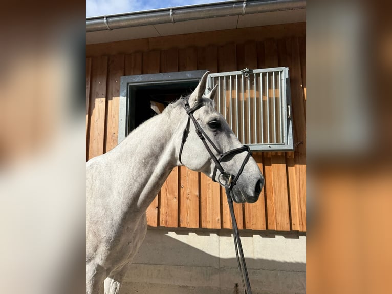 Anglo European Studbook Gelding 9 years 17 hh Grey in Kirkel