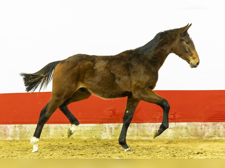 Anglo European Studbook Hengst 1 Jahr 143 cm  in Waddinxveen
