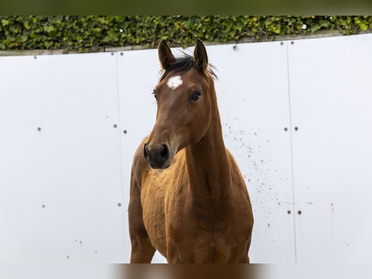 Anglo European Studbook Hengst 1 Jahr 145 cm  in Waddinxveen