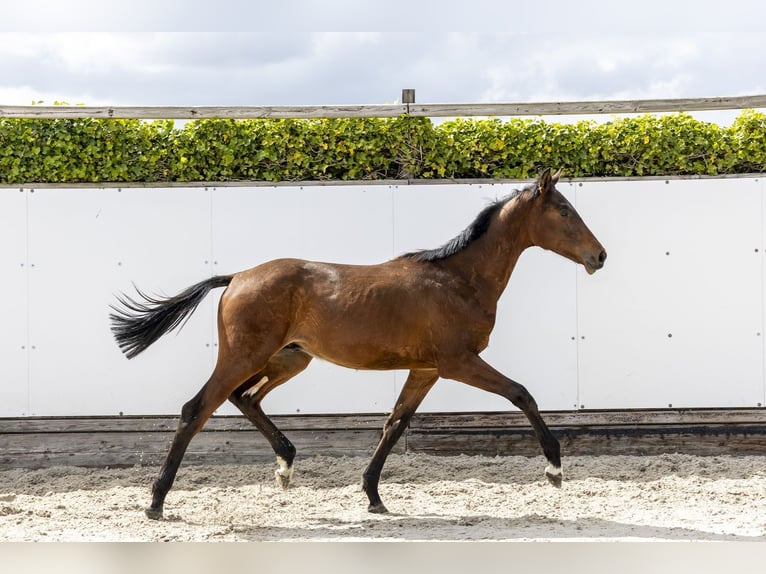 Anglo European Studbook Hengst 1 Jahr 153 cm Brauner in Waddinxveen