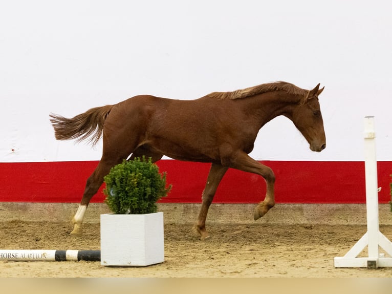 Anglo European Studbook Hengst 1 Jahr 154 cm Fuchs in Waddinxveen