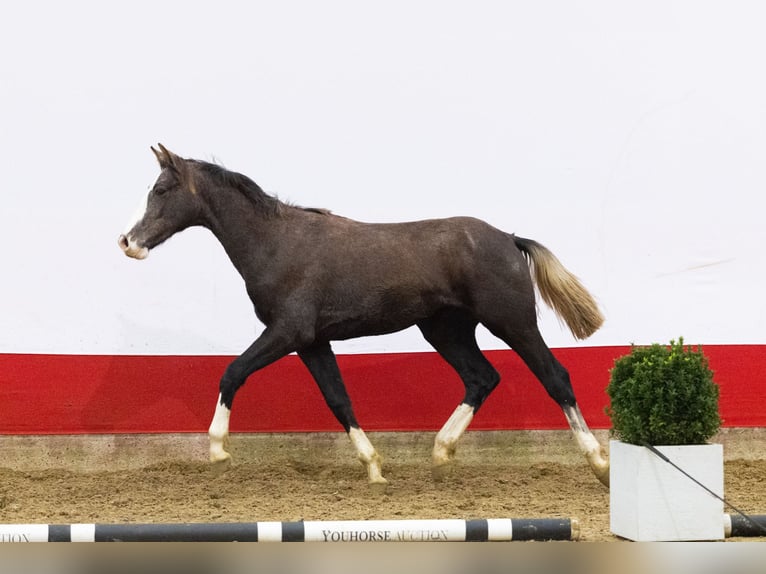 Anglo European Studbook Hengst 1 Jahr 155 cm Schimmel in Waddinxveen