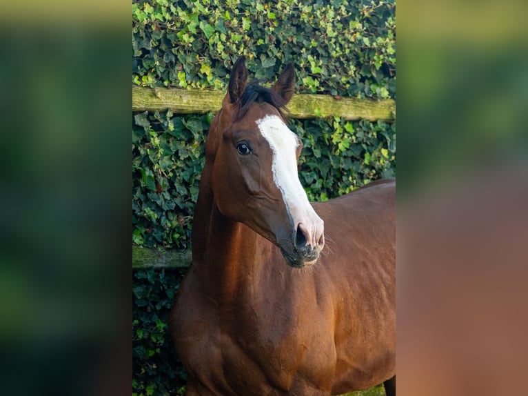 Anglo European Studbook Hengst 1 Jahr 160 cm Brauner in Waddinxveen
