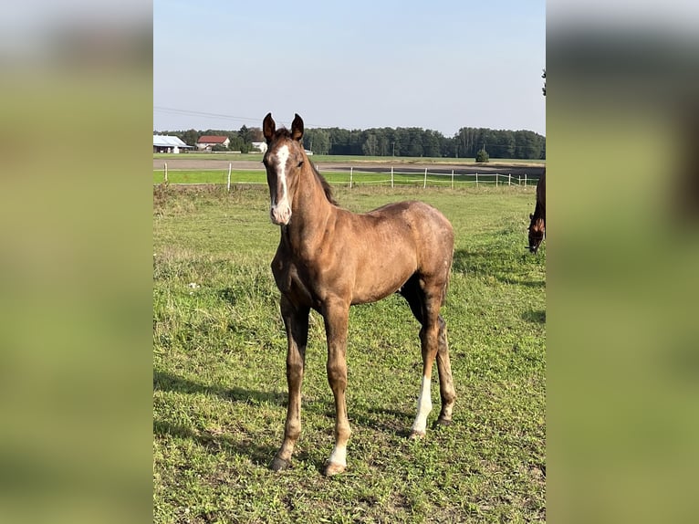 Anglo European Studbook Hengst 1 Jahr 170 cm Schimmel in Wólka Wybraniecka