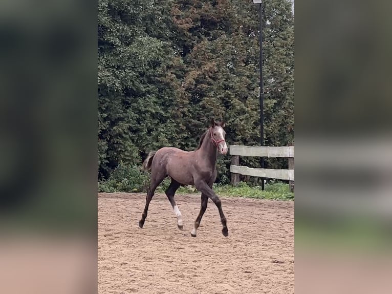 Anglo European Studbook Hengst 1 Jahr 170 cm Schimmel in Wólka Wybraniecka