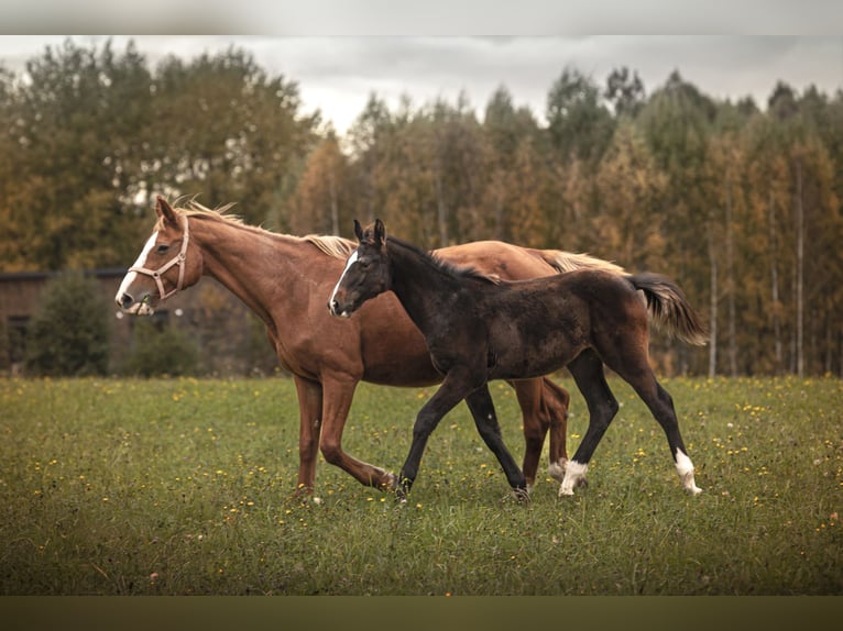 Anglo European Studbook Hengst 1 Jahr 175 cm Schwarzbrauner in Olsztyn