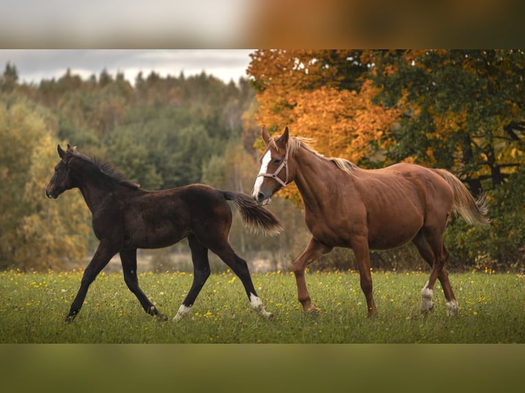 Anglo European Studbook Hengst 1 Jahr 175 cm Schwarzbrauner in Olsztyn