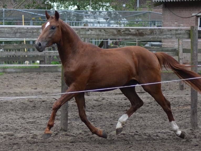 Anglo European Studbook Hengst 2 Jahre 147 cm Dunkelfuchs in Heeswijk-Dinther