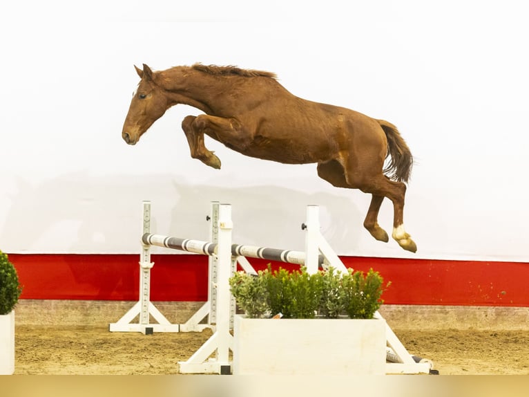 Anglo European Studbook Hengst 2 Jahre 151 cm Fuchs in Waddinxveen