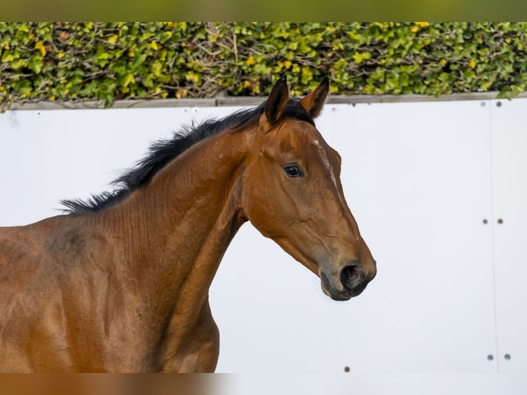 Anglo European Studbook Hengst 2 Jahre 155 cm in Waddinxveen