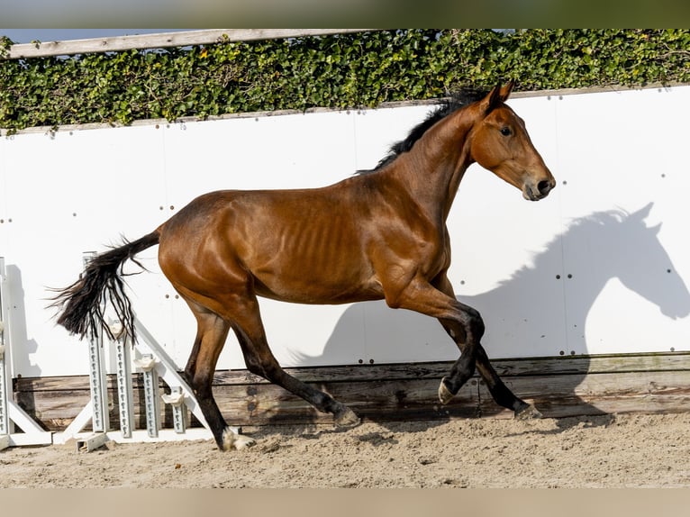 Anglo European Studbook Hengst 2 Jahre 155 cm in Waddinxveen