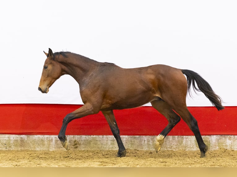 Anglo European Studbook Hengst 2 Jahre 157 cm  in Waddinxveen