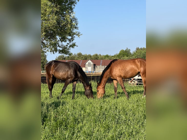 Anglo European Studbook Hengst 2 Jahre 158 cm Schwarzbrauner in Nowe MiastoWinnica