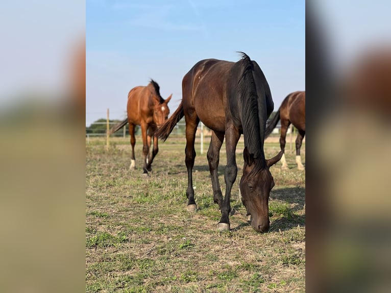 Anglo European Studbook Hengst 2 Jahre 158 cm Schwarzbrauner in Nowe MiastoWinnica