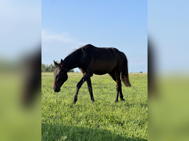 Anglo European Studbook Hengst 2 Jahre 158 cm Schwarzbrauner in Nowe MiastoWinnica