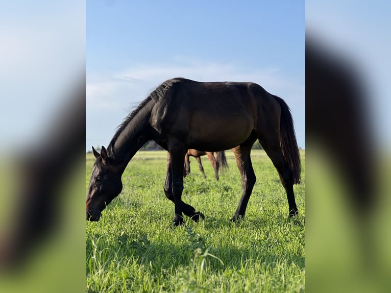 Anglo European Studbook Hengst 2 Jahre 158 cm Schwarzbrauner in Nowe MiastoWinnica
