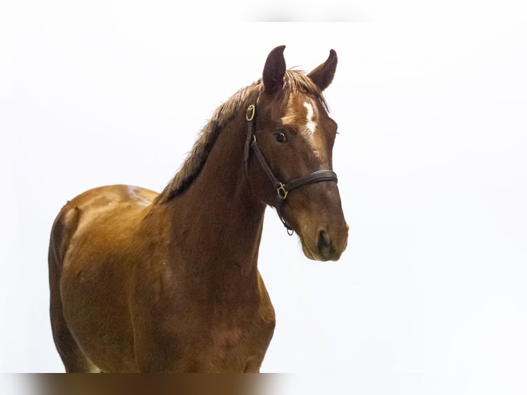 Anglo European Studbook Hengst 2 Jahre 161 cm Fuchs in Waddinxveen